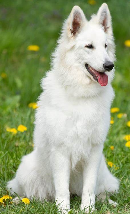 German Shepherd - white